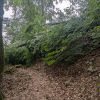 Waldunfall ohne eingeklemmte Person